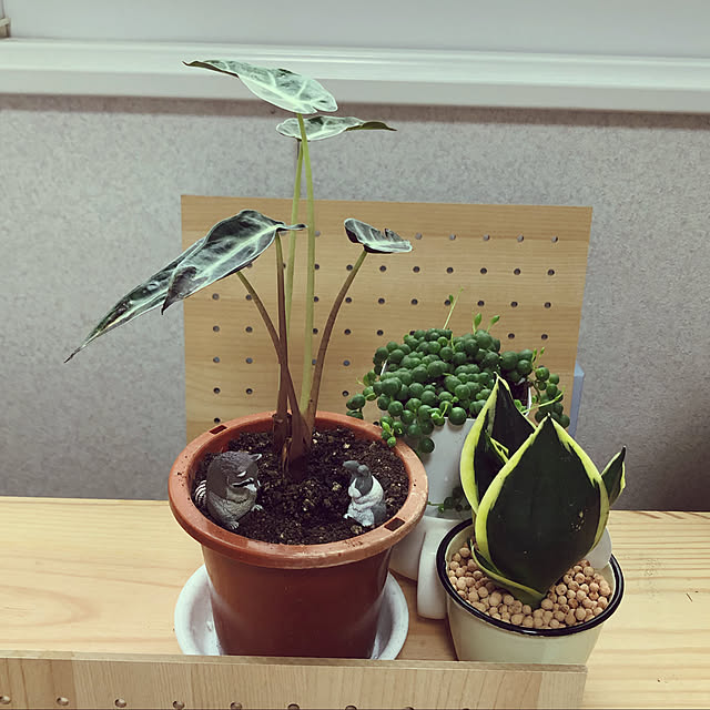chobihigeさんの実例写真