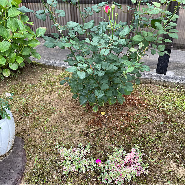 kakoさんの実例写真