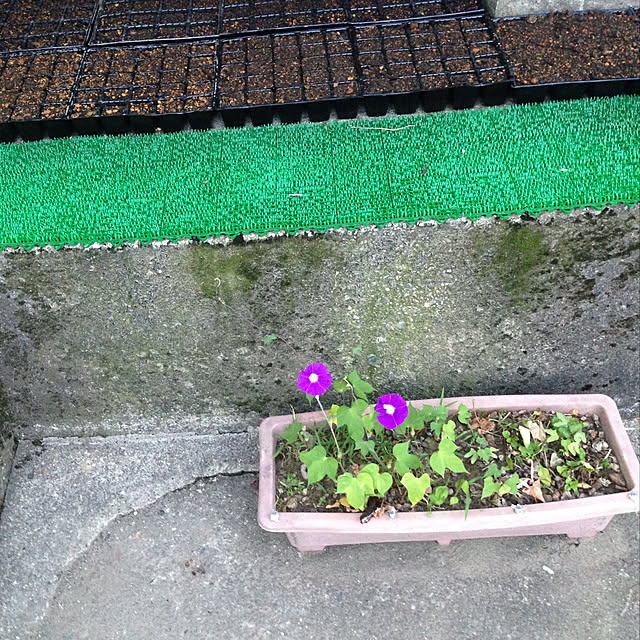 aoinokimiさんの実例写真