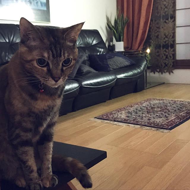 picarinnさんの実例写真