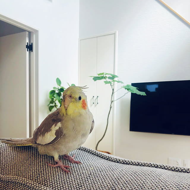 Otsuuu_houseさんの実例写真