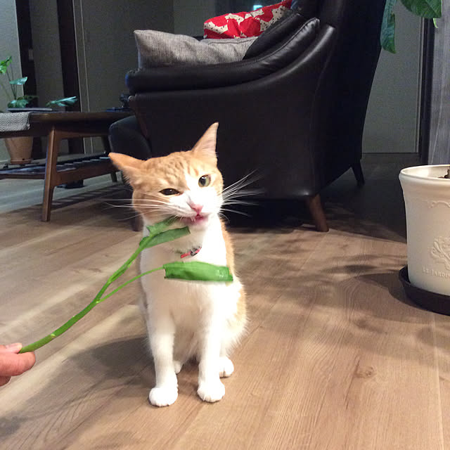 houenさんの実例写真