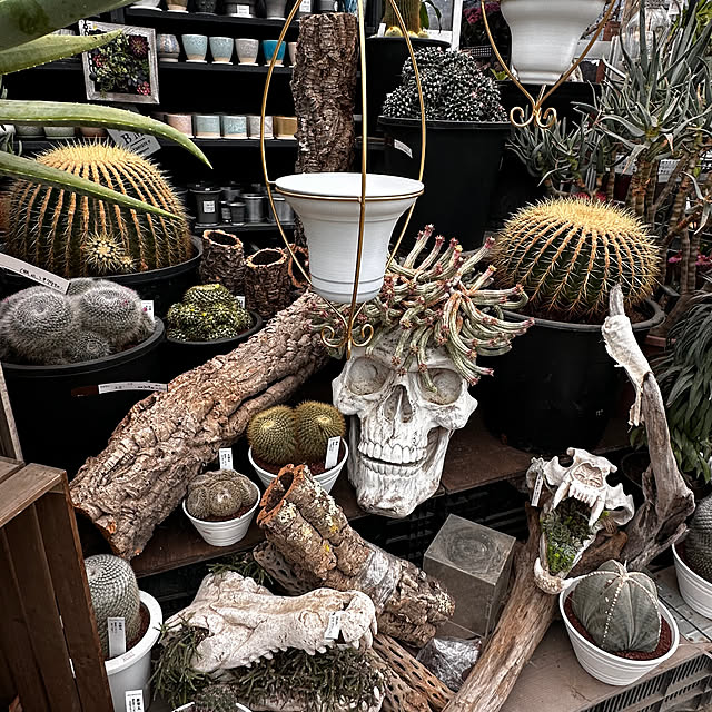 okyame-chanさんの部屋