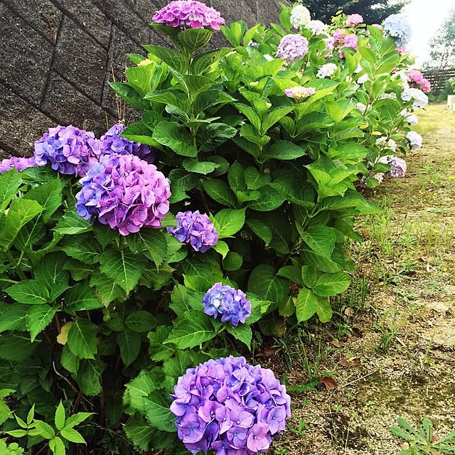 corinoさんの実例写真