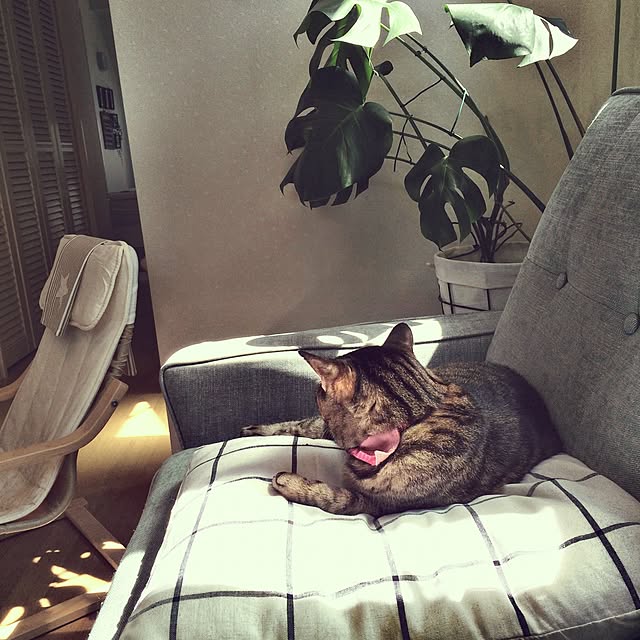 lovecatさんの実例写真