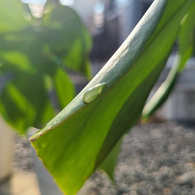Rubiconさんの部屋