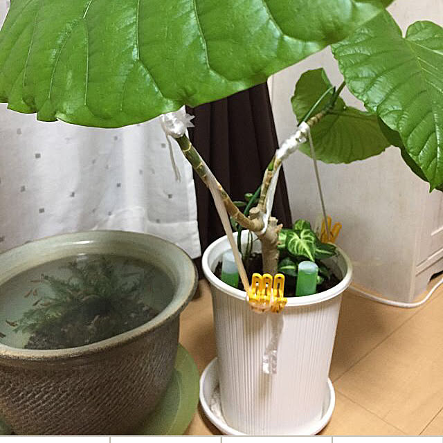 emiさんの実例写真