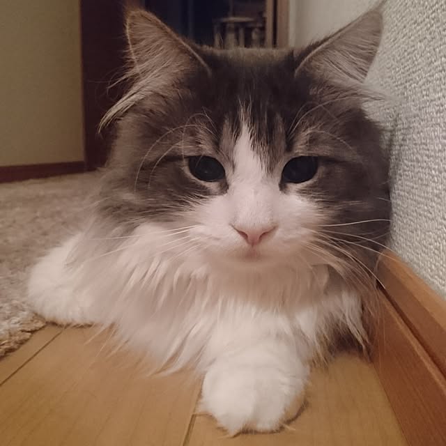 shinobuさんの実例写真