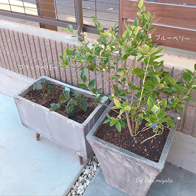 Buaさんの実例写真