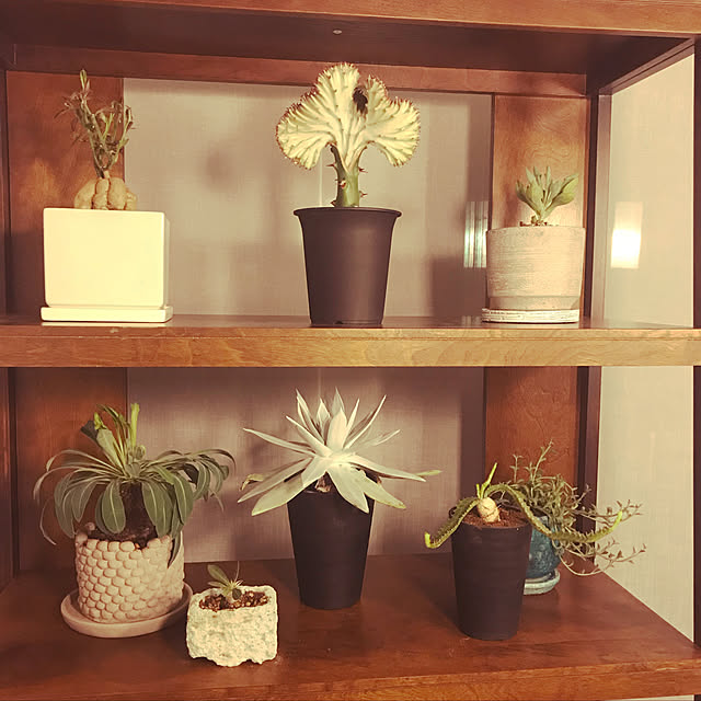 棚/ホテルライク/観葉植物/多肉植物/グリーン...などのインテリア実例 - 2018-05-27 20:09:55