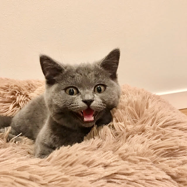 moonさんの実例写真