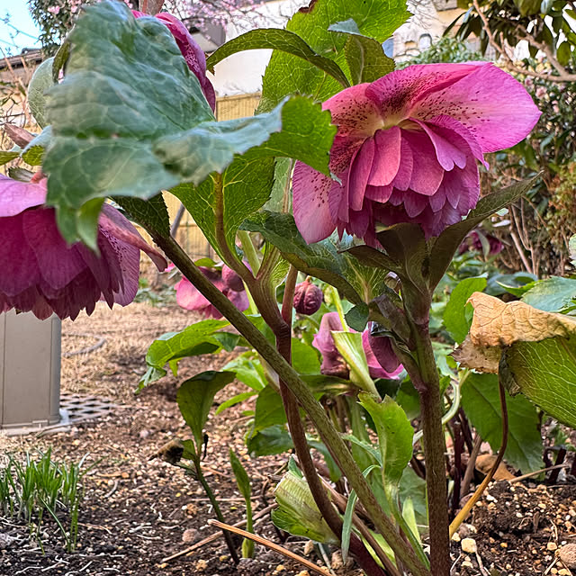 mamizaさんの部屋