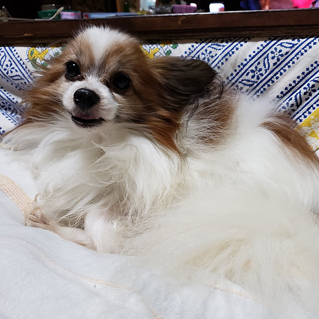 TIKIさんの実例写真