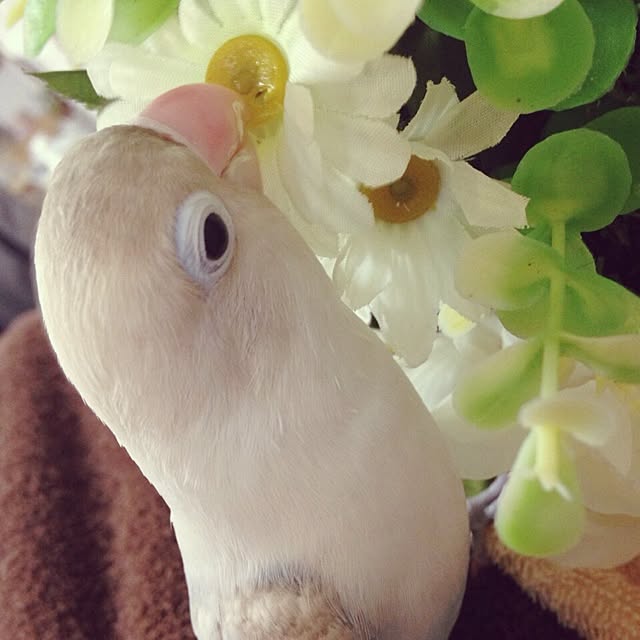 hanakoさんの実例写真