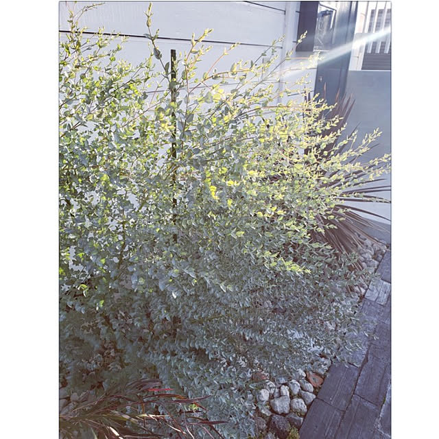 hajiroさんの実例写真
