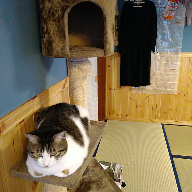 okyosan101さんの実例写真