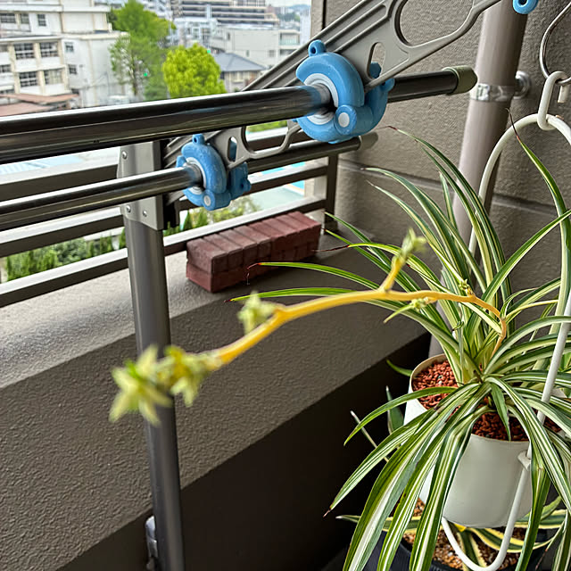 koshiregutyoさんの部屋