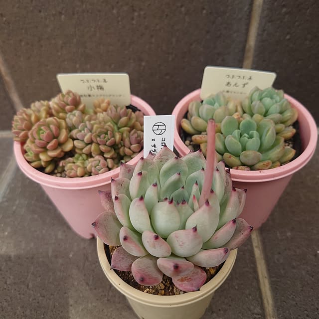 Pikakeさんの実例写真