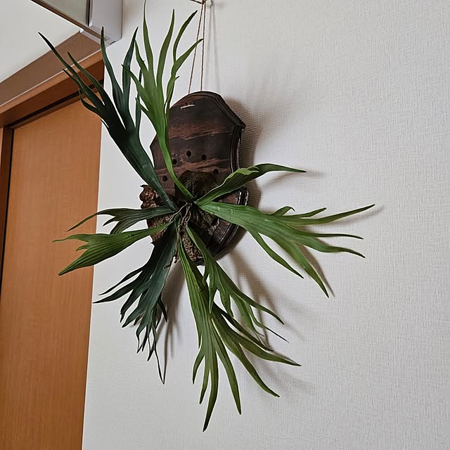 mogmogさんの部屋