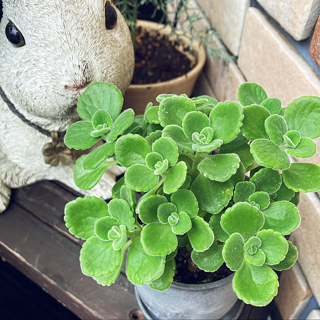 usako66さんの実例写真
