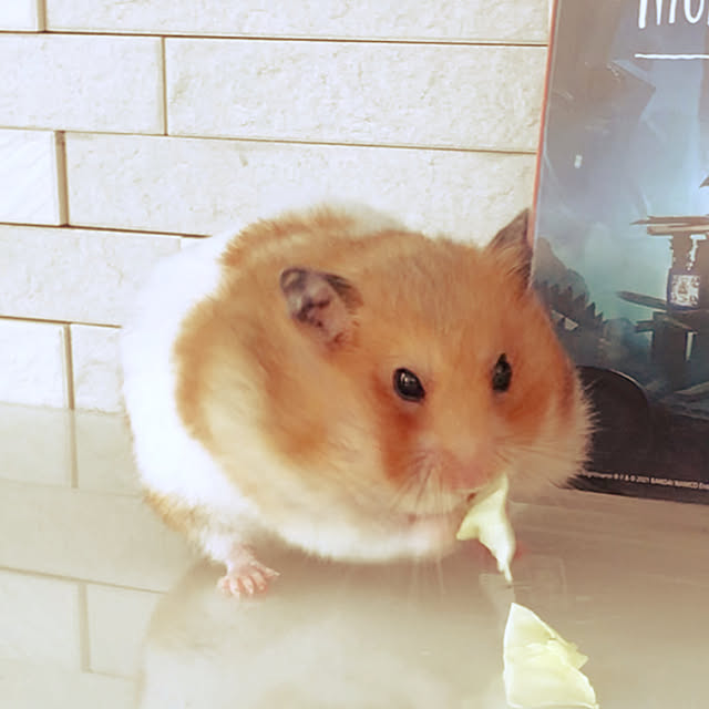 miiさんの実例写真