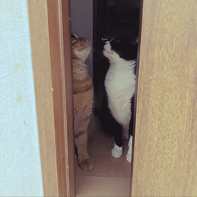 nekoさんの実例写真
