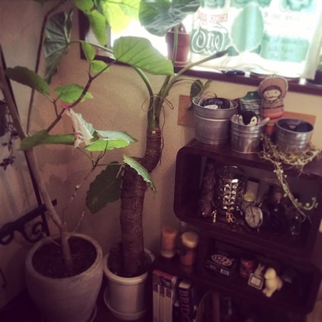 リビング/観葉植物/植物/多肉植物のインテリア実例 - 2014-07-04 22:48:53