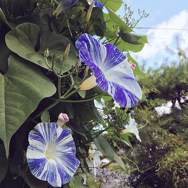 壁/天井/観葉植物のインテリア実例 - 2017-09-15 20:51:04