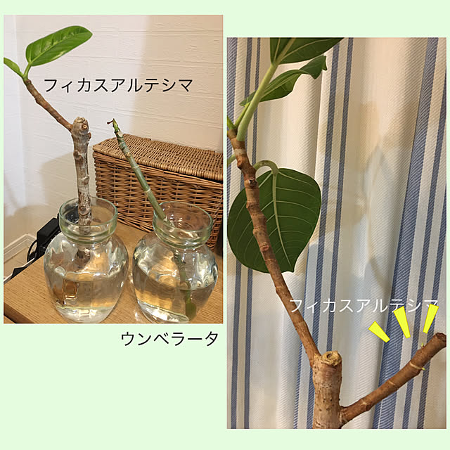 akezouさんの実例写真