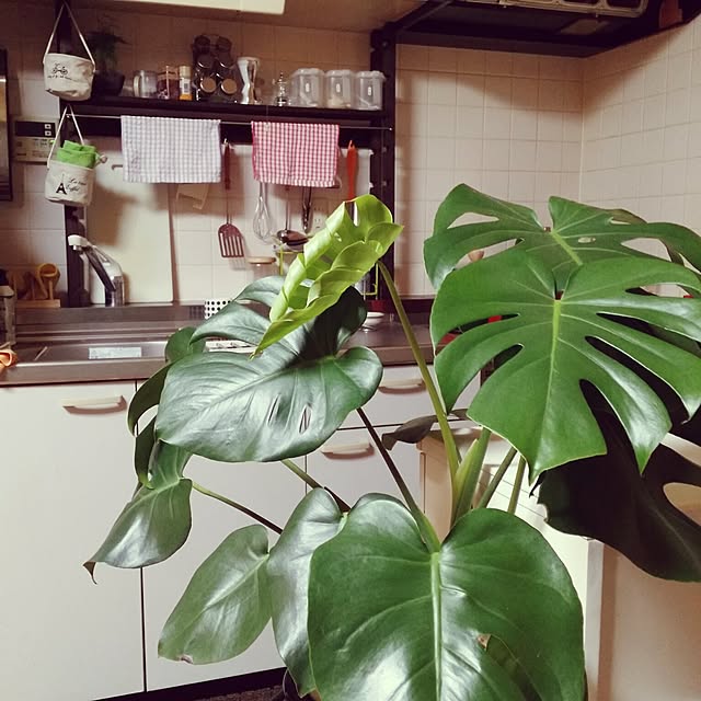 chizuru.h0914さんの実例写真