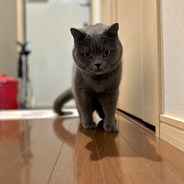 kittyさんの部屋