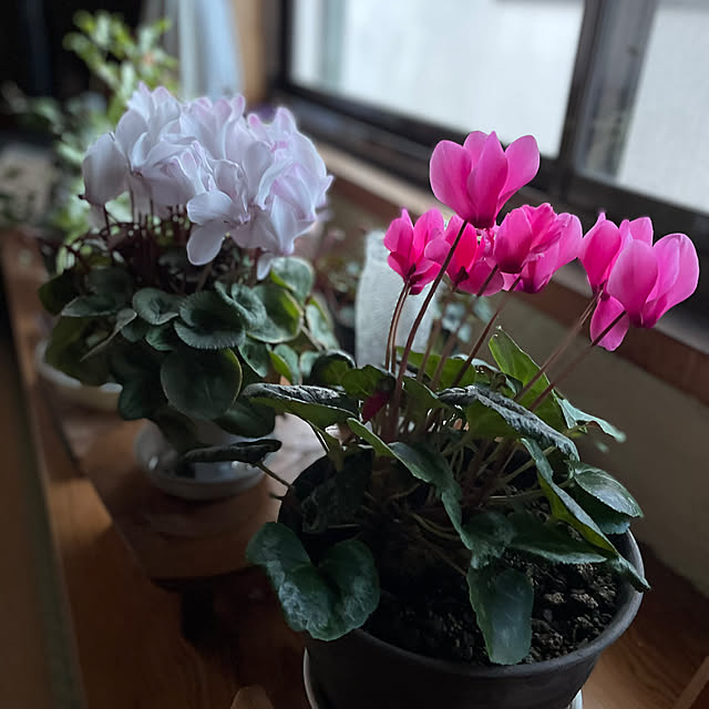 buchiさんの実例写真
