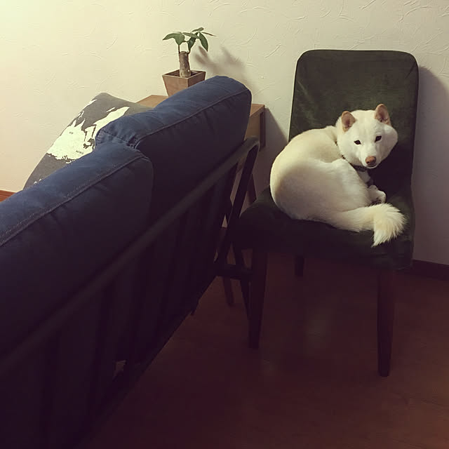 komakomaさんの実例写真