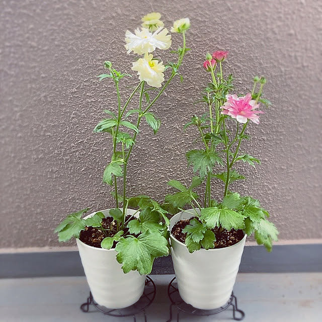 Dさんの実例写真