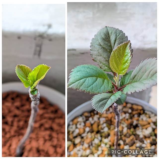 mi-saさんの部屋