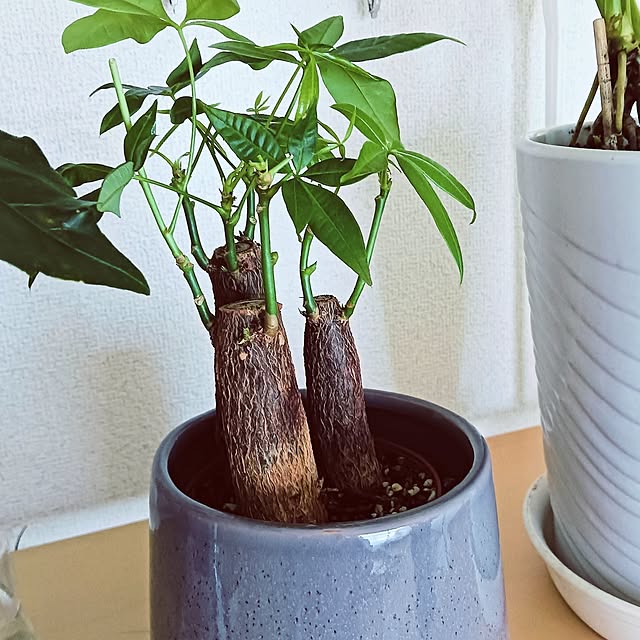 hanachanさんの実例写真