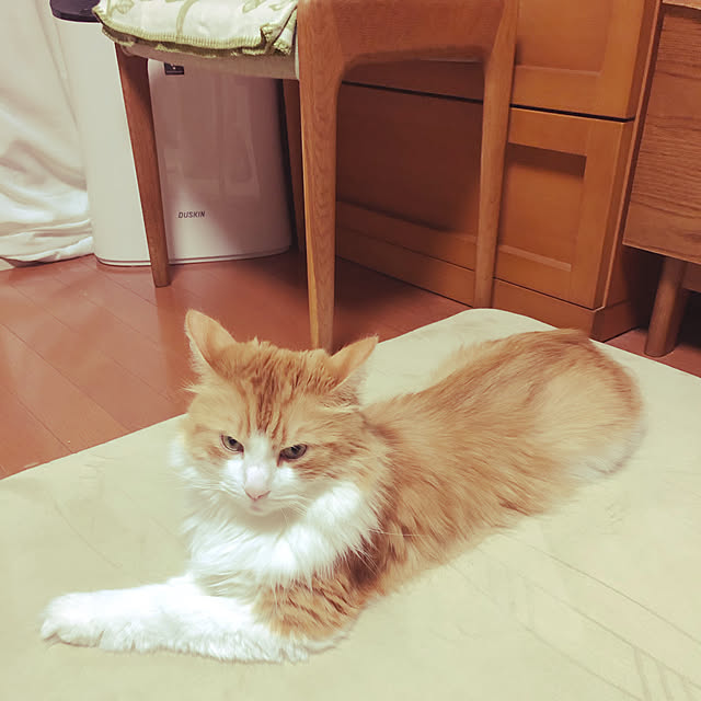 uchidaizuさんの実例写真