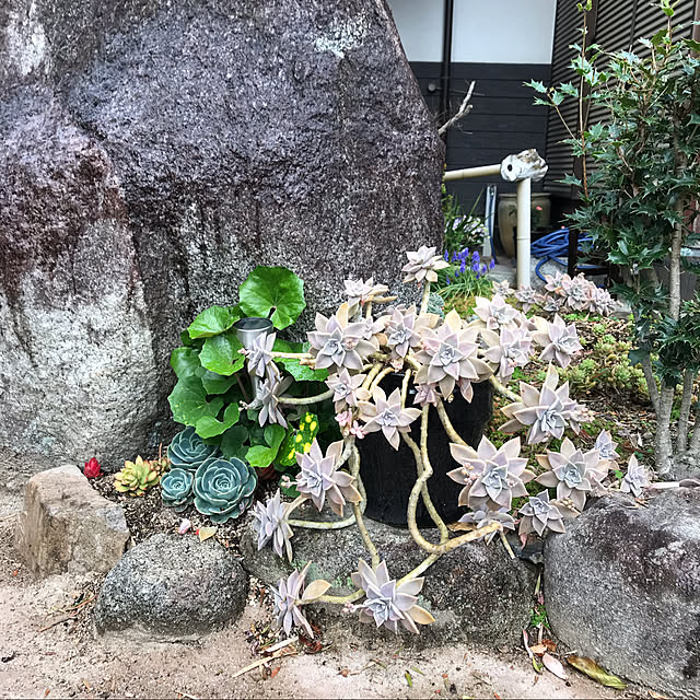 Sakuraさんの実例写真