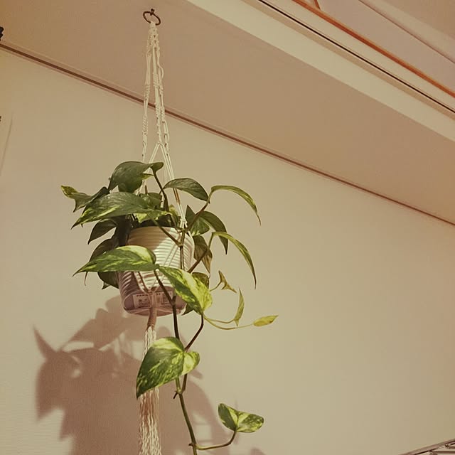n.mayukosanさんの実例写真
