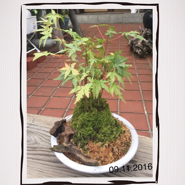 koihiさんの実例写真