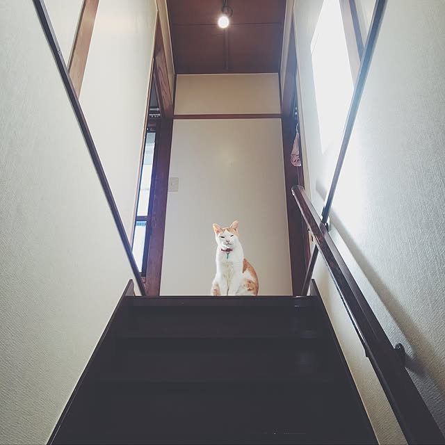 torarararikoさんの実例写真