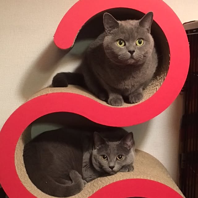 ikettenさんの実例写真