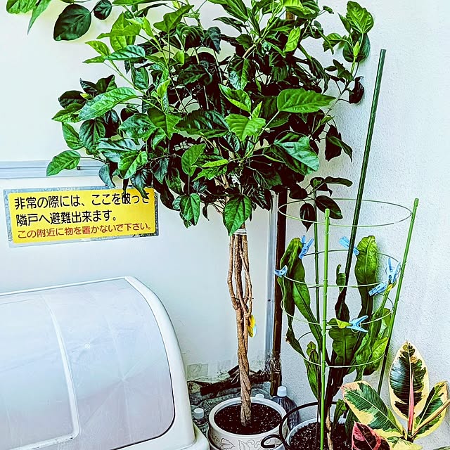 hanachanさんの部屋