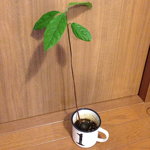 mariさんの実例写真