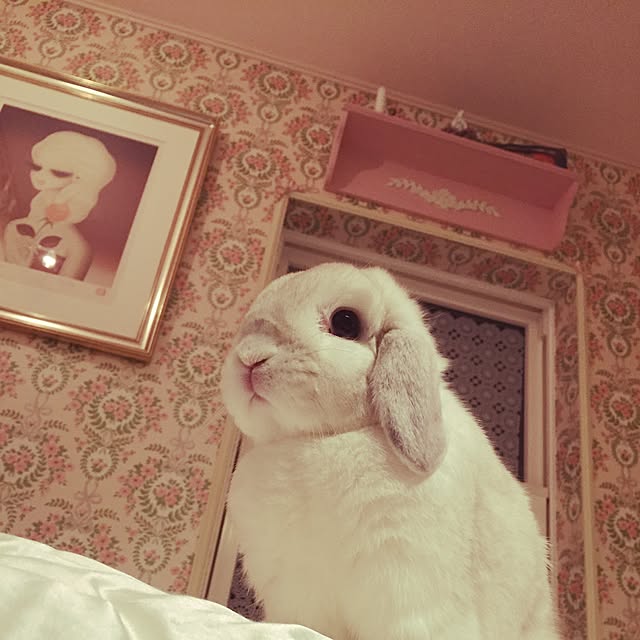 amelieさんの実例写真