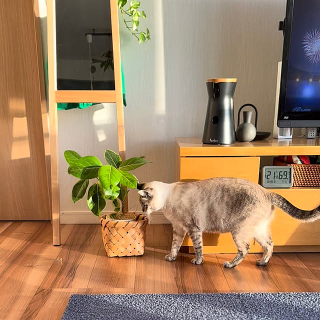 amさんの実例写真
