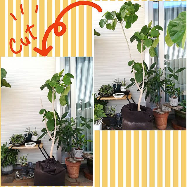 Jijiさんの実例写真