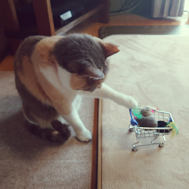 fukuさんの実例写真