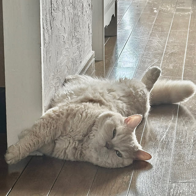 naokoさんの実例写真