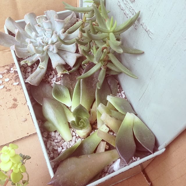 edenさんの実例写真